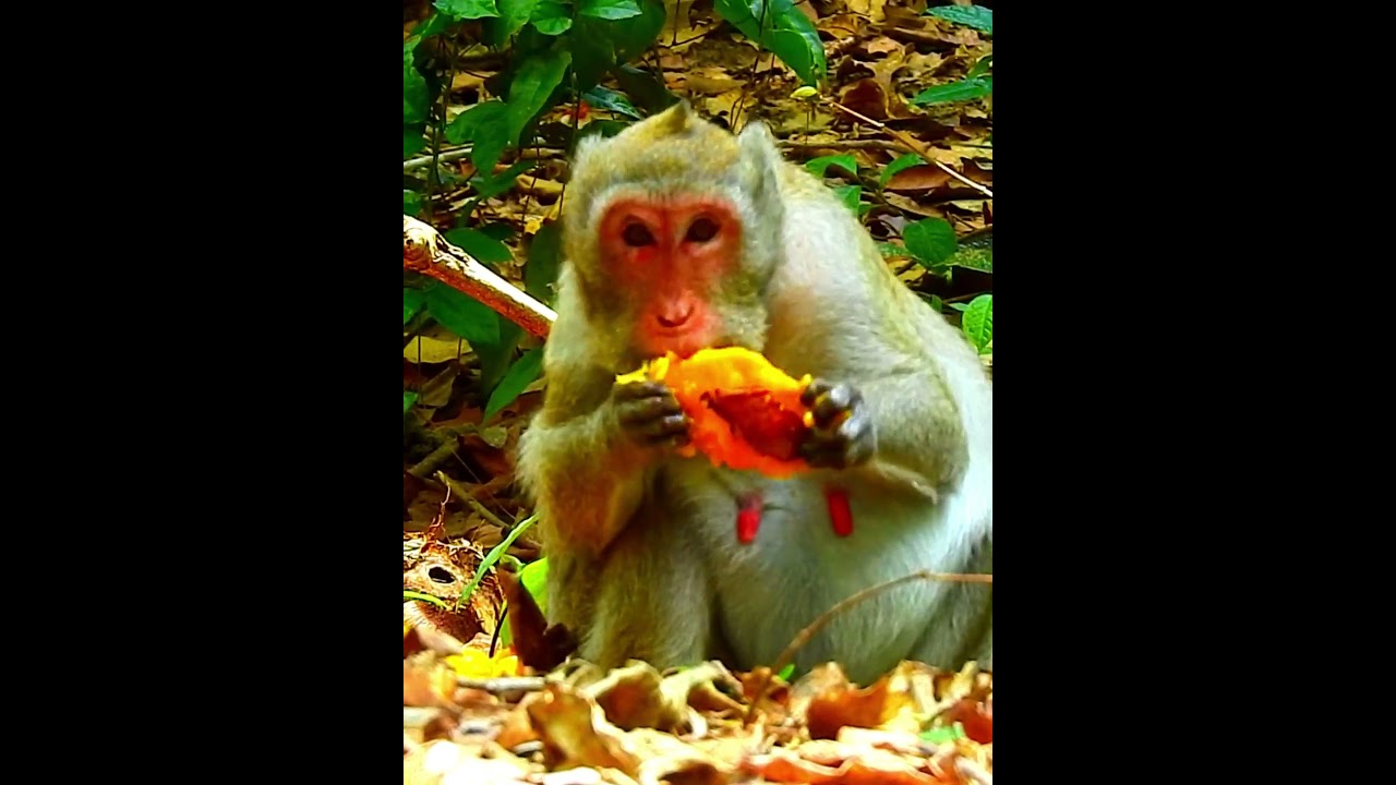 Pity Monkey's Wildlife 181