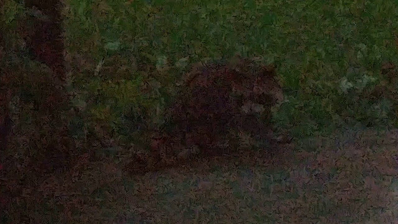Kenogami Lake Racoons