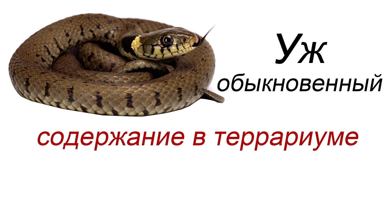 Содержание ужа в неволе