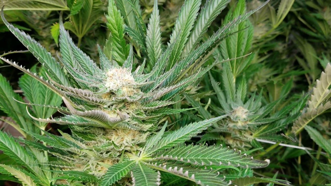 Week 7 flowering update