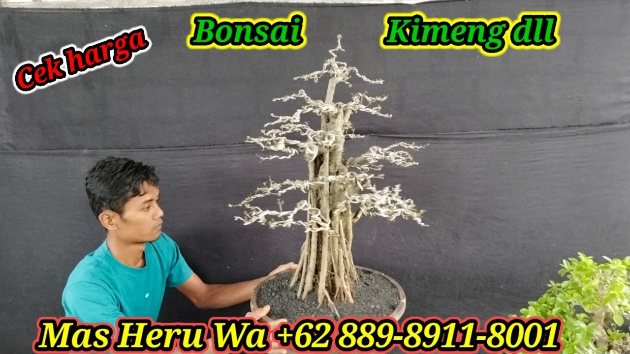 Cek harga bonsai komeng, Iprik, dll koleksi Mas Heru WA +62 889-8911-8001