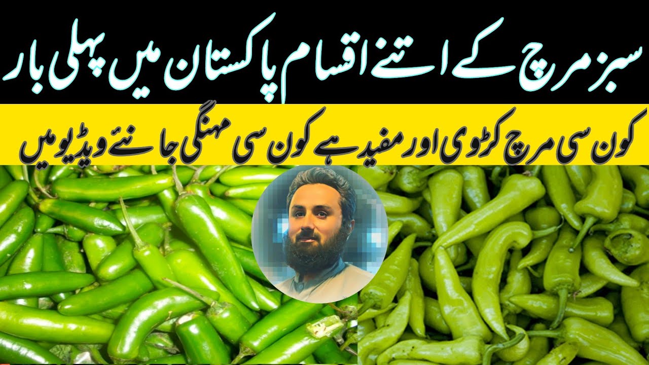 Green chillies | Pakistan papular chillies | Bitter chilies | wholesale prices | vegetables market