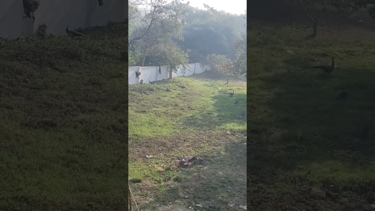How many peacock 🦚 in the compound 
