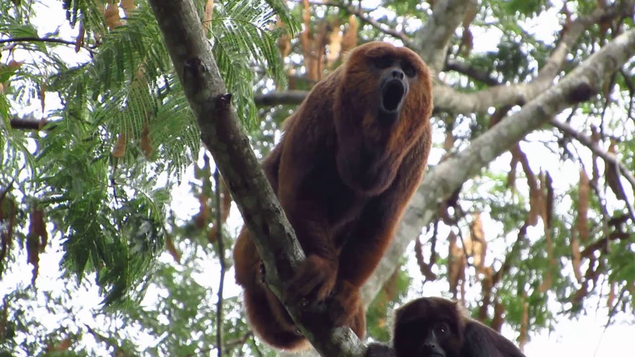 Ronco do Bugio (Alouatta guariba clamitans)