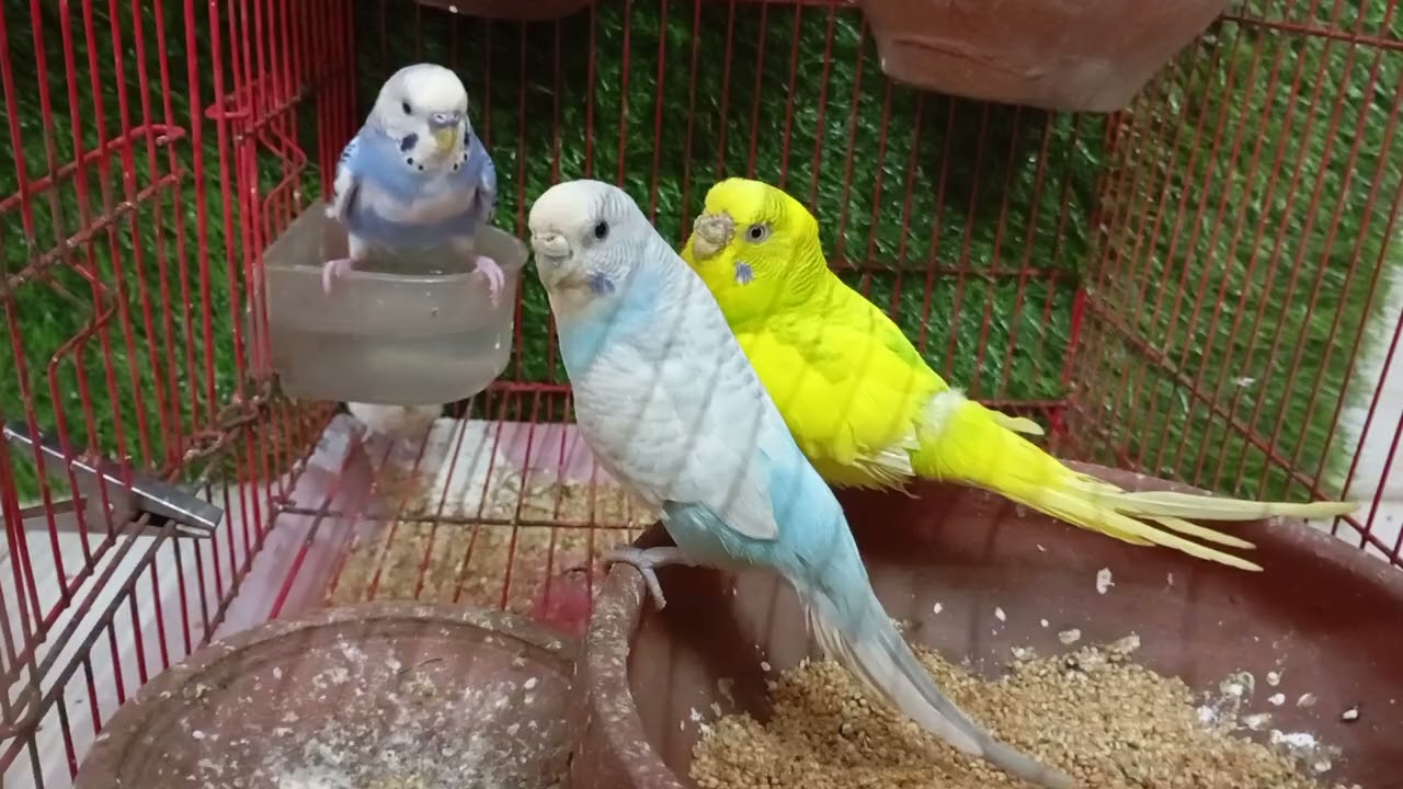 Budgies Talking, Singing and Playing in their Happy World #ourcool #budgiesounds #budgies 