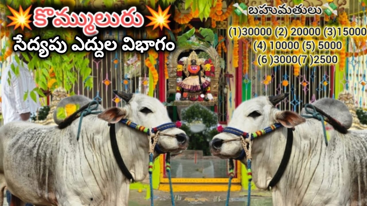 🚩14/3/26కొమ్ములూరు సేద్యపు విభాగం(5జతవిఎద్దు సురేష్ గారు జంబారపు ప్రతాప్ గారు చిన్నగులూరు గ్రామం