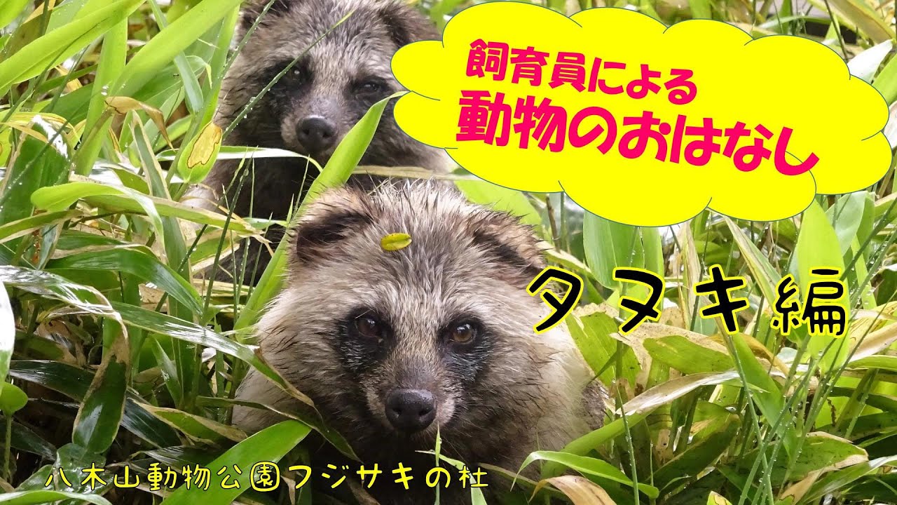 動画で「飼育員による動物のおはなし〈タヌキ編〉」