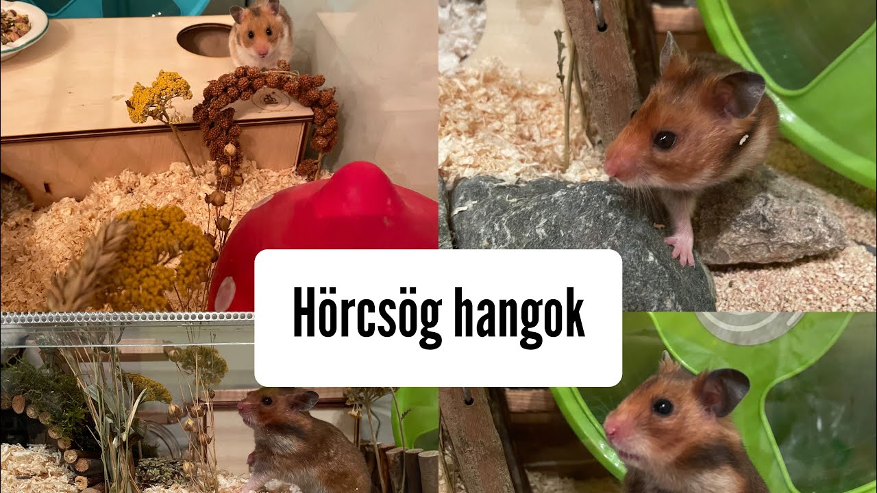Hörcsög hangok és testbeszéd-Jó, ha ismered🐹
