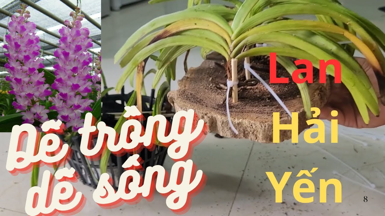 Lan hải yến /cách trồng và chăm sóc đúng cách
