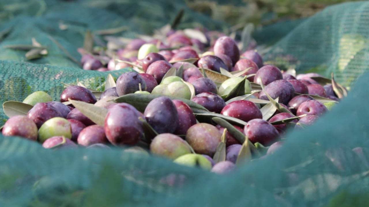 Oliva bianca Itrana (cultivar Itrana)