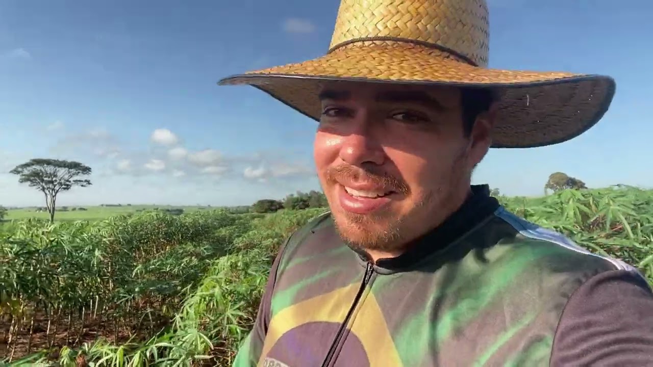 O PREÇO DA MANDIOCA/COMO FUNCIONA A COLHEITA #roça #mandioca #agricultura