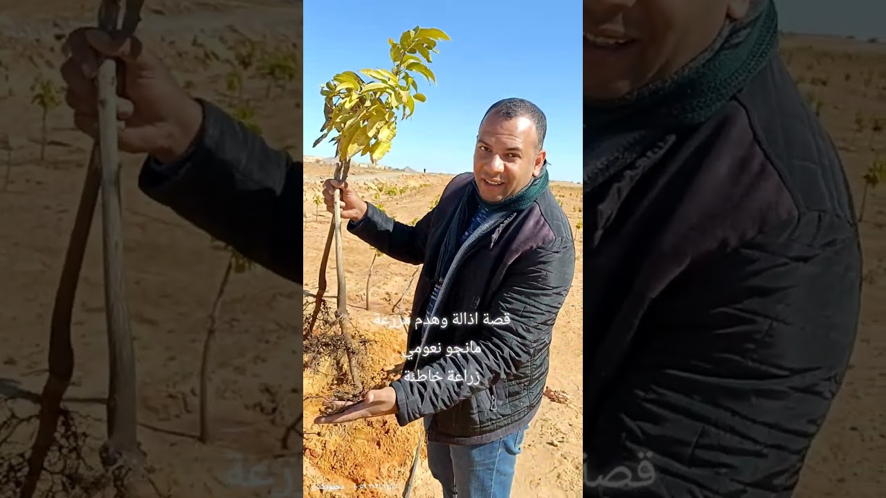 زراعة مانجو نعومي في الواحات البحريه