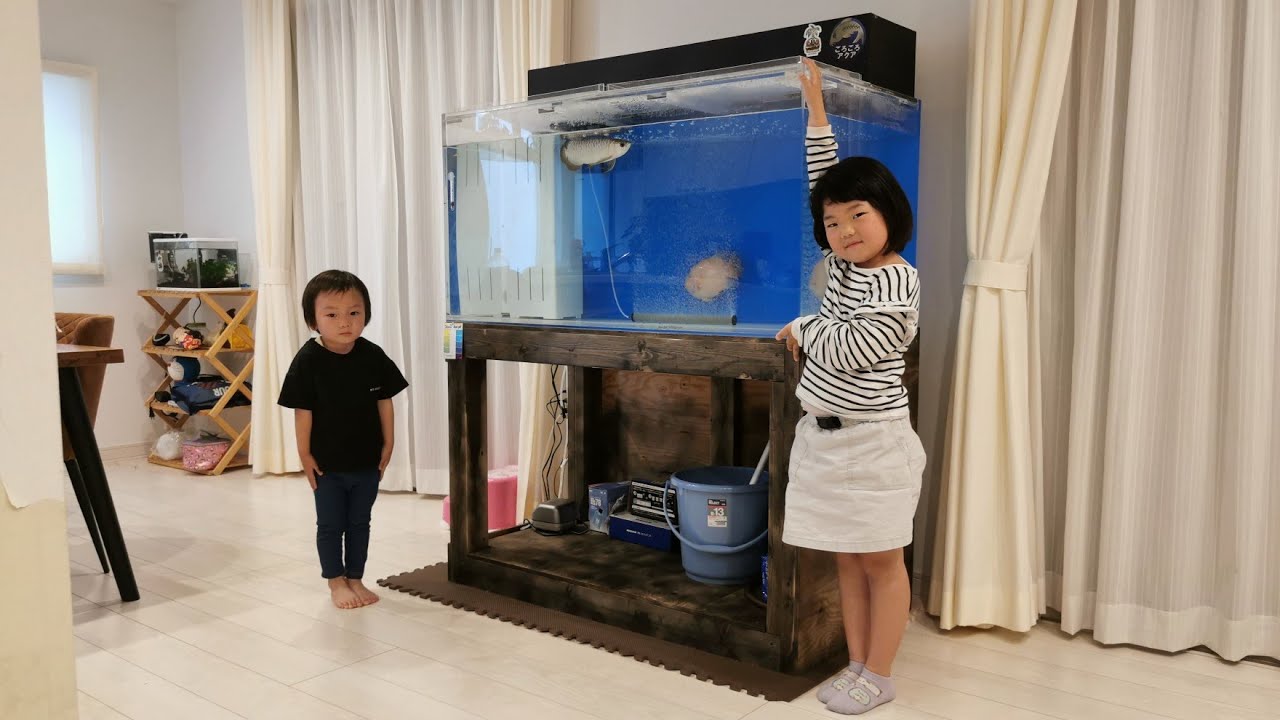 リビングにアジアアロワナ水槽を設置！1200×600×600上部ろ過式底面白背面青水槽を紹介！子供たちもワクワクです！