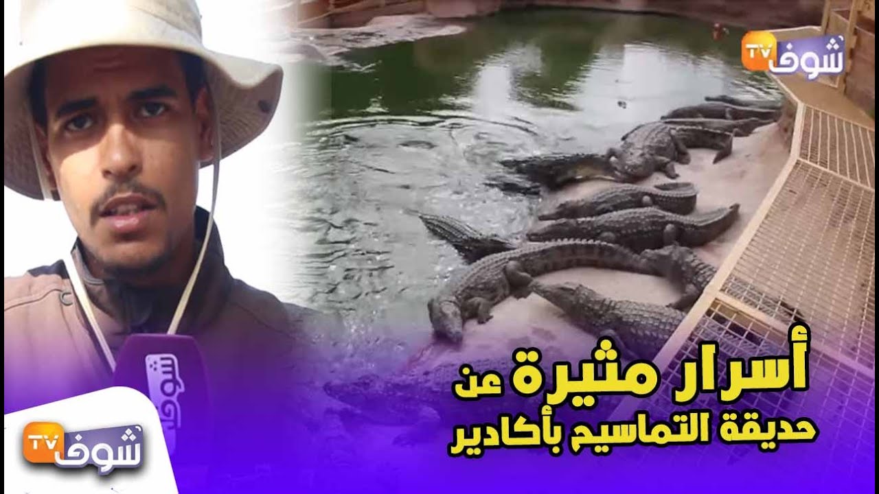 أسرار مثيرة عن حديقة التماسيح بأكادير..شوفو ''إدريس أغوشاف'' أشهر تمساح في المغرب