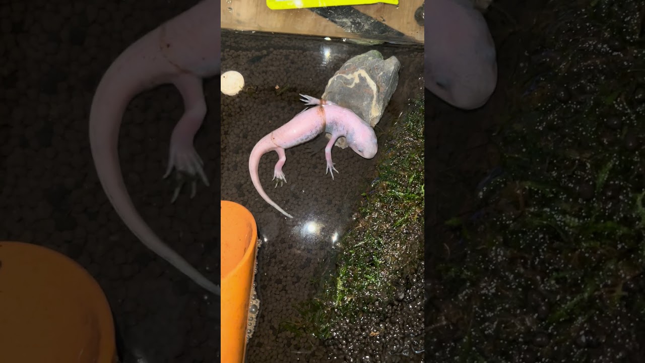 貴重映像！！陸化ウーパールーパーの脱皮Ultra-Rare Footage! A Metamorphosed Axolotl Shedding Its Skin!！