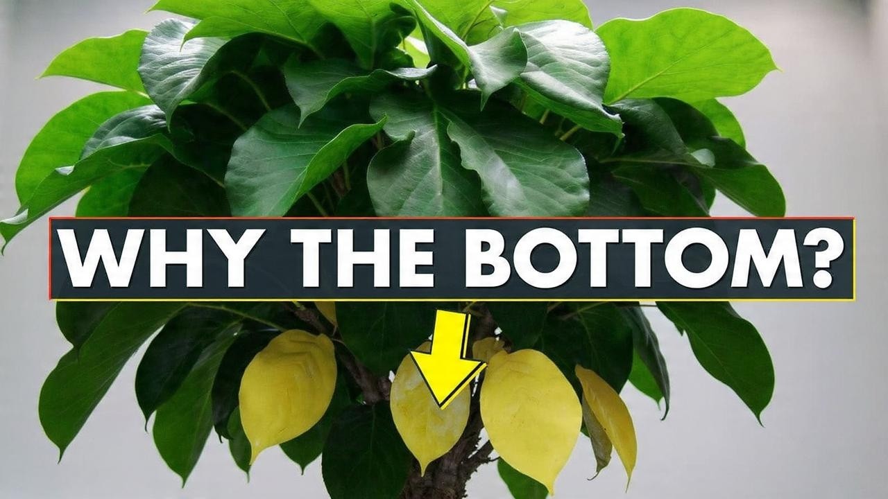 Why Your Bottom Leaves Are Turning Yellow: The Science of Basal Chlorosis