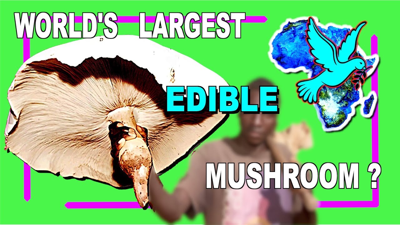 Is this the World's Largest Edible Mushroom? #animalsofyoutube  #awesomeanimals #animals