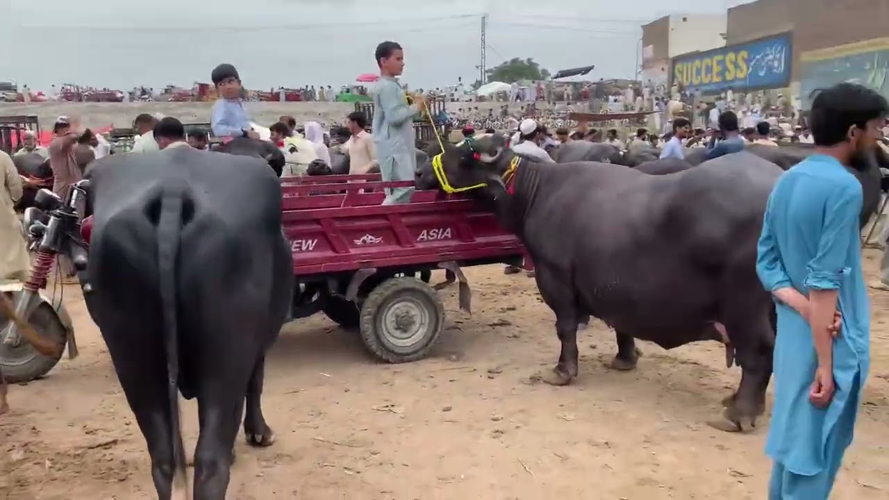 Bohat bari mandi gaye aj or Eid k bakray b liye thay