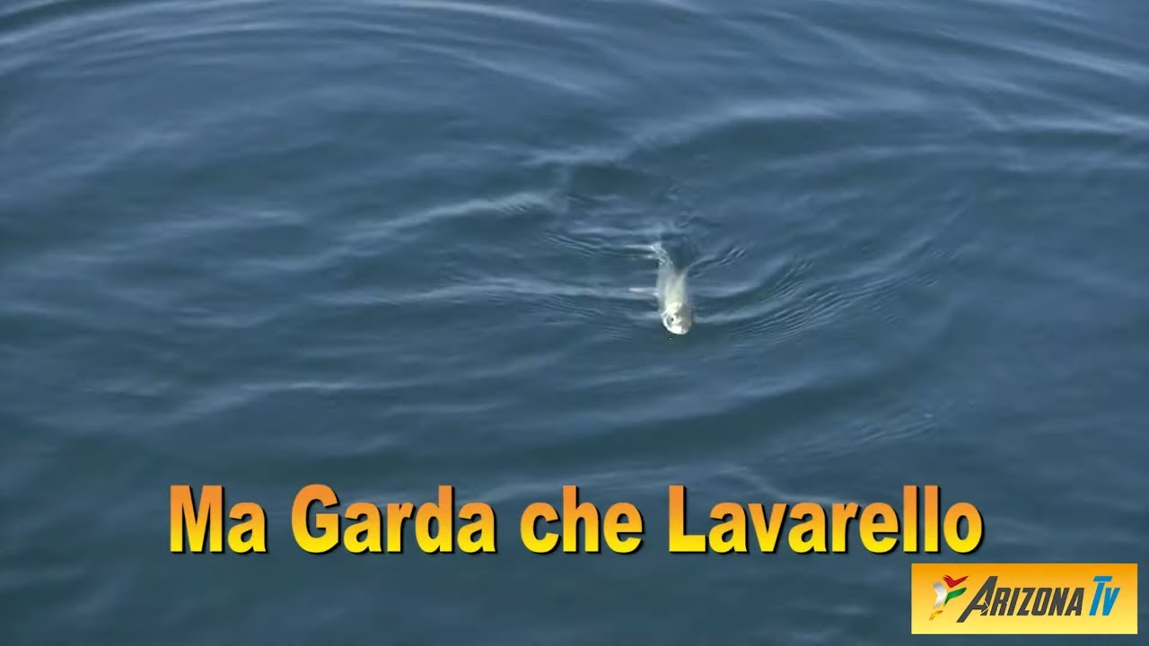 MONDO PESCA - MA GARDA CHE LAVARELLO - PESCA DEL COREGONE - LAGO DI GARDA - PESCA SUL LAGO