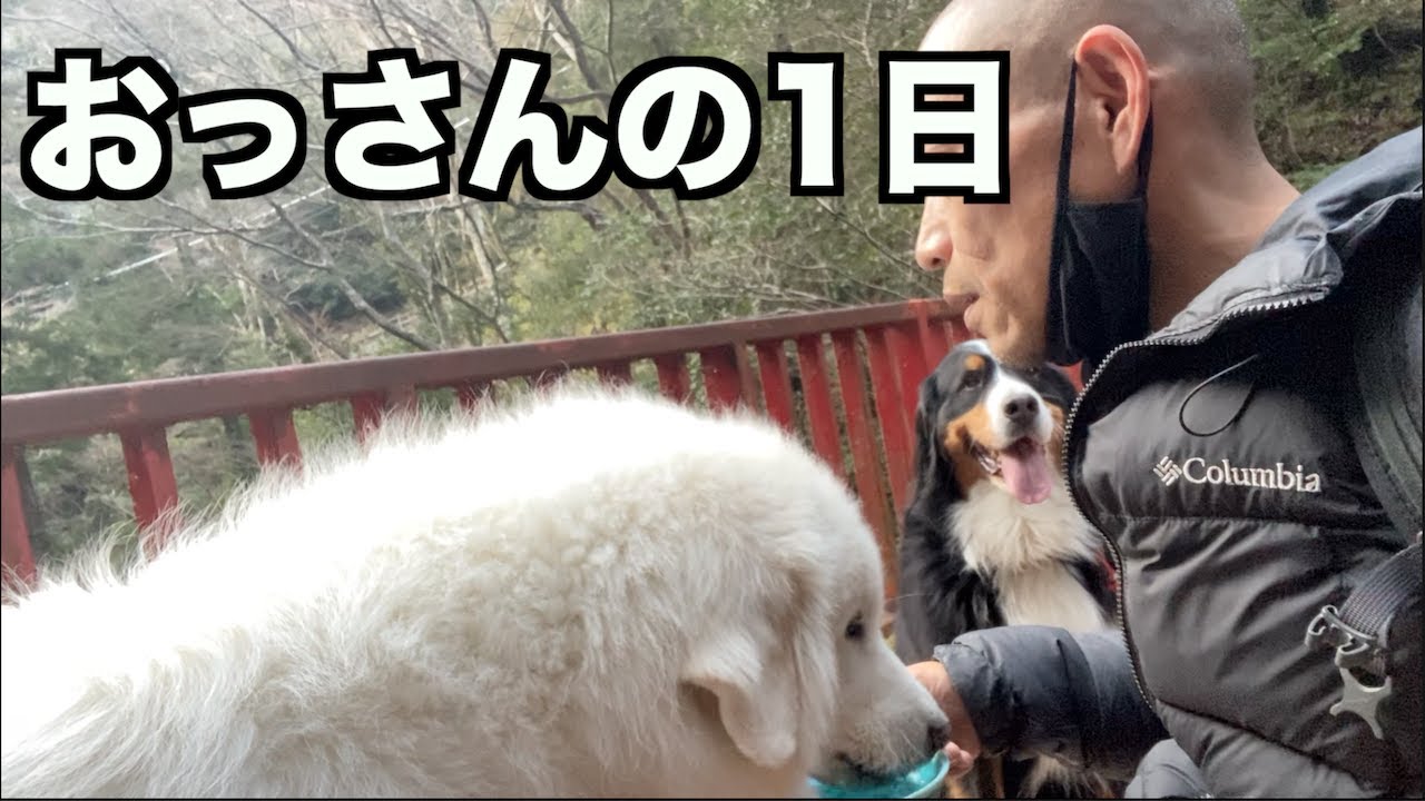 独身おっさんと大型犬3頭の1日【Vlog】