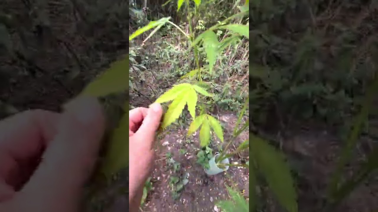 UK Guerrilla Grow. Week 21 into 22 #Guerrilla #UK #outdoor #ukoutdoor #2022 #flower #growing