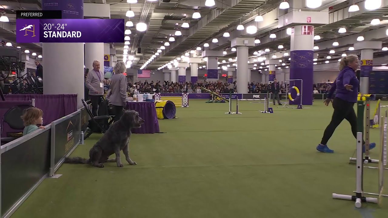 20” & 24” Preferred Standard Run | Westminster Kennel Club 2026