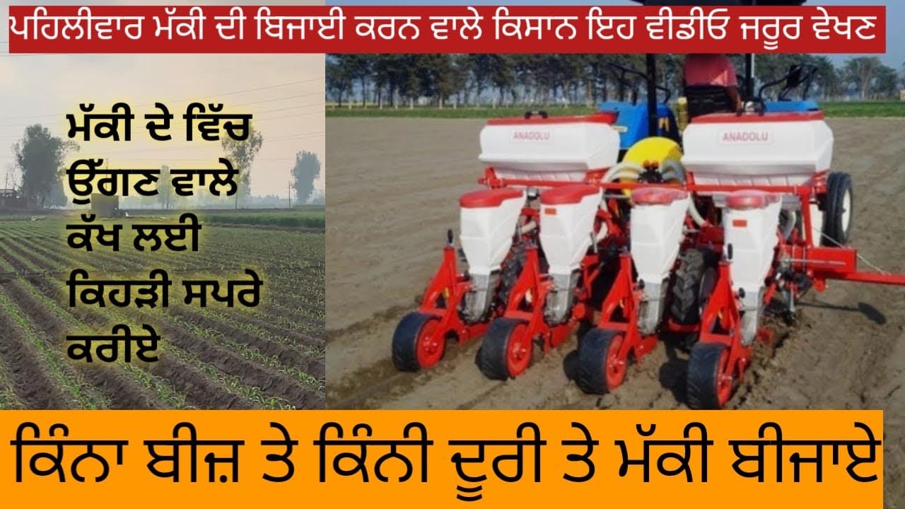 Makki di bijai di  full details information/makki da kina seed / khad poni /mazze information video