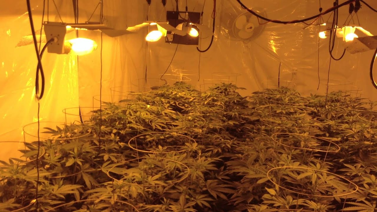 UW Purple Kush Redemption Grow Day 9 Flower 8000 Watts