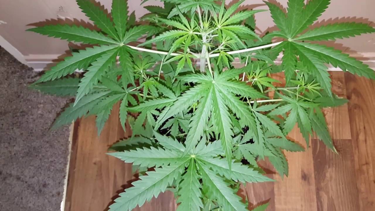 Ep #3 AutoFlower Grow Bulk Smash (Day 25 From Seed)