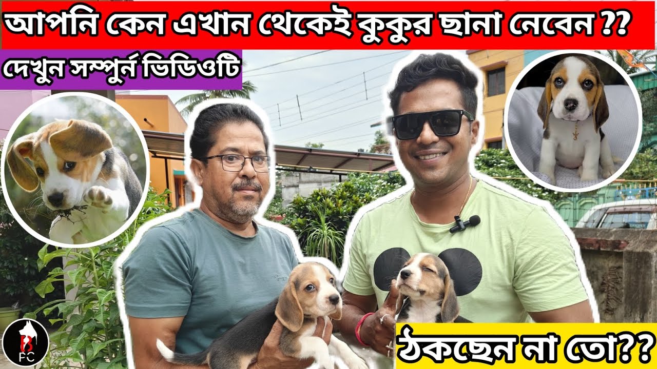 সবচেয়ে ভালো beagle কোথায় পাওয়া যায়।। খুব সুন্দর beagle Puppy।। #beagle #westbengal