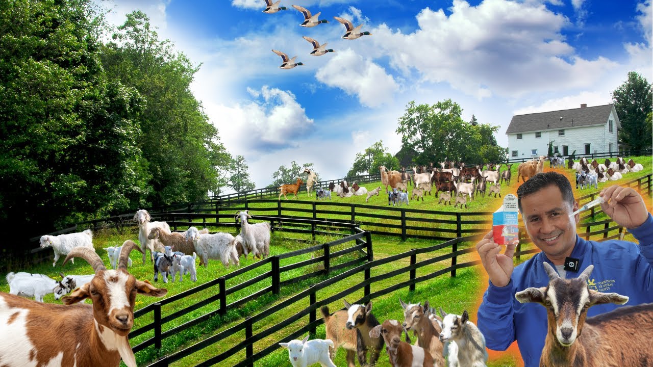 Goats diseases that's too dangerous! Proven Methods to Combat Goat Illness!