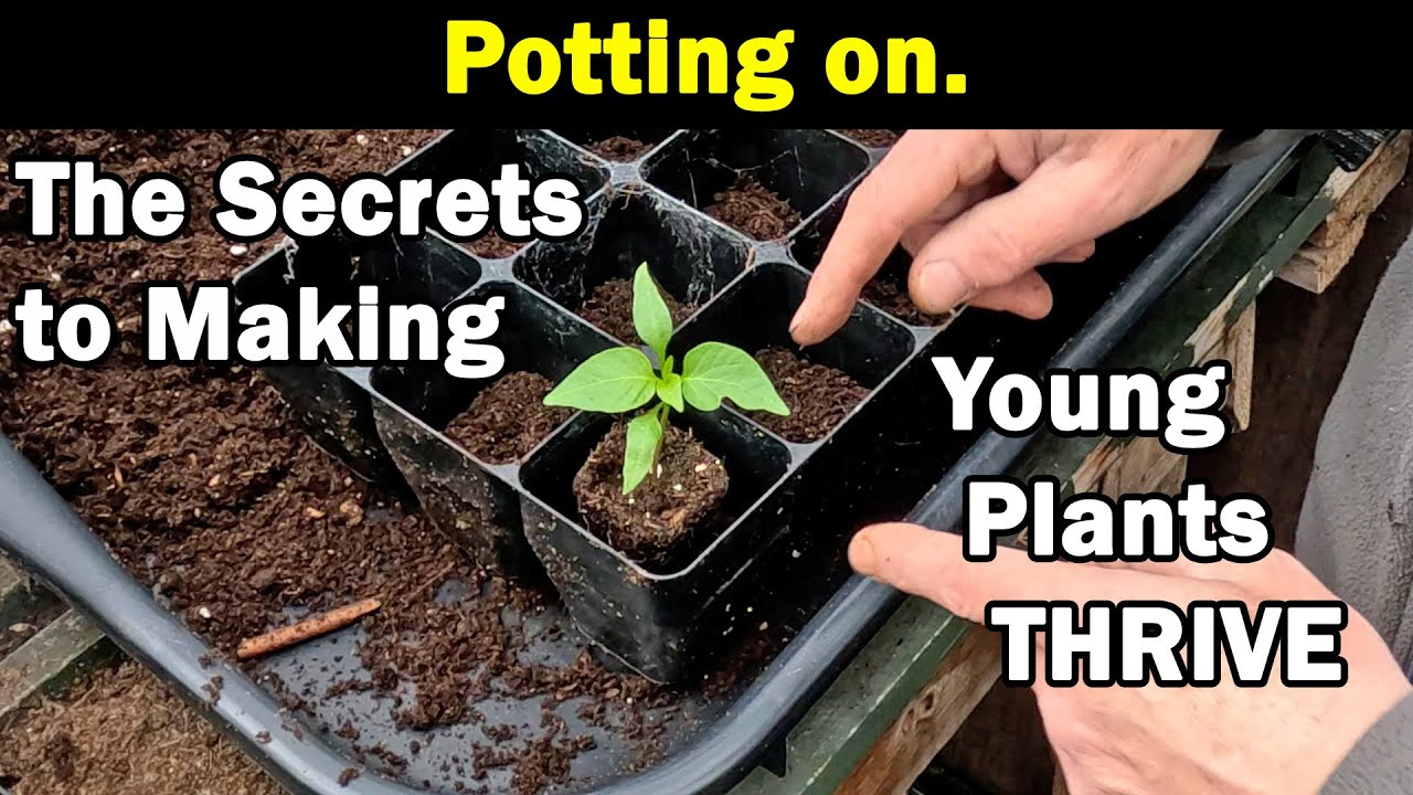 Potting On | Solve Problems | Make Young Plants Thrive | Encourage Growth | Green Side Up