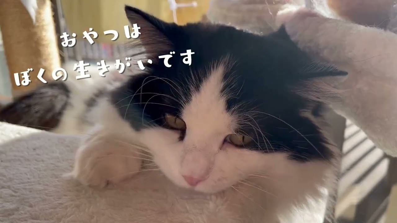 【楽しいおやつタイム】色々なところに隠されたおやつを探す愛猫がかわいい♡｜ハチワレ猫｜ラグドール✖️マンチカンの男の子