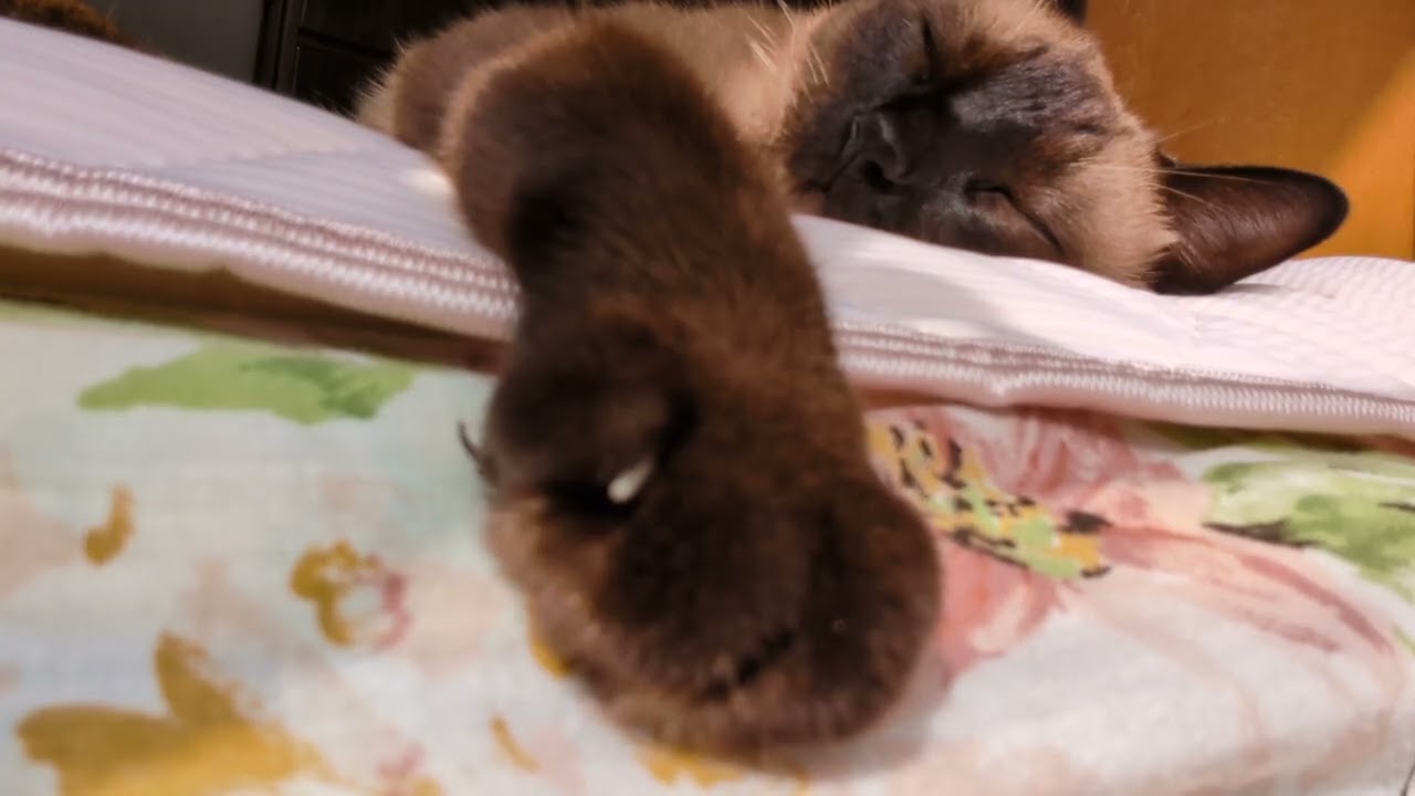 すやすや〜ニャルソック