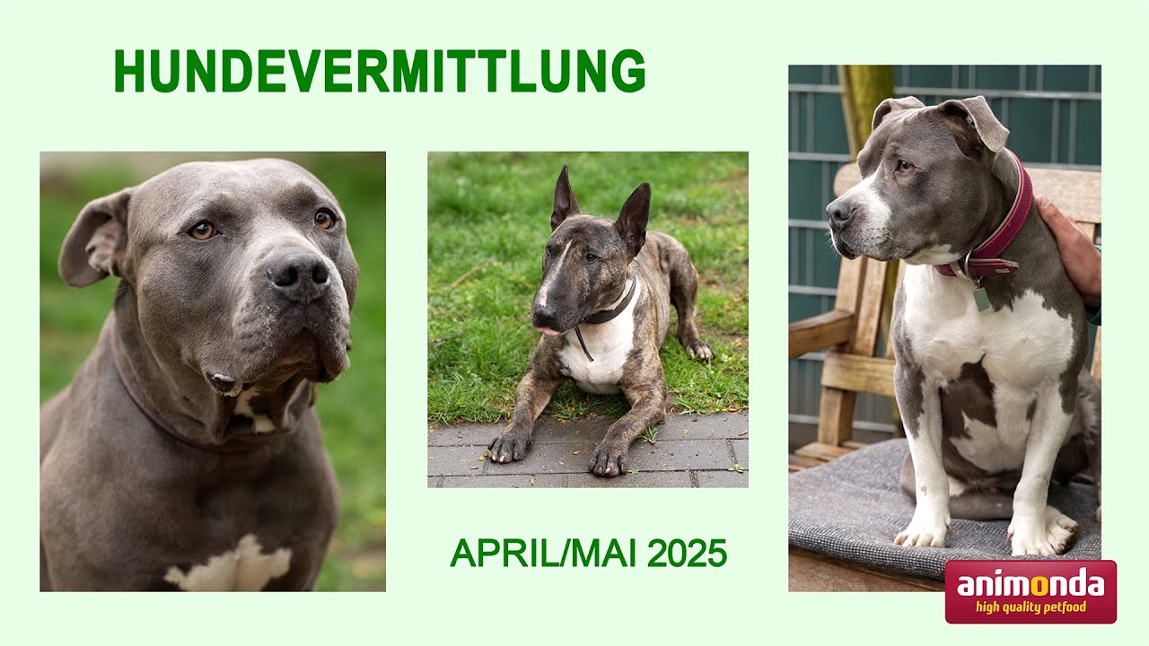 Hundevermittlung - April/Mai 2025 (Tierheim Hannover TV)