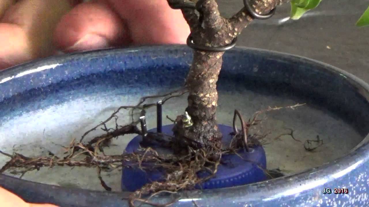 Ficus retusa  Desde esqueje a mini Bonsái  Técnicas de cultivo  JG 2016