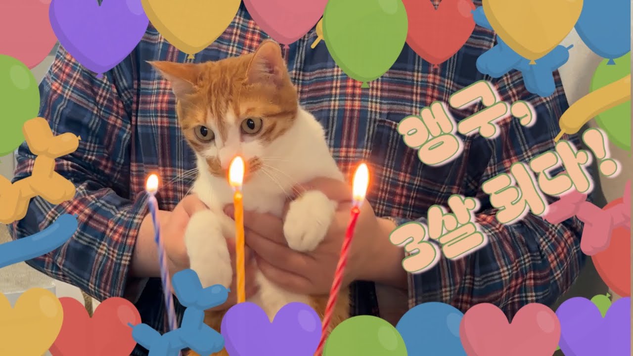 이케아에서 사온 생일선물로 앵구 홀리기