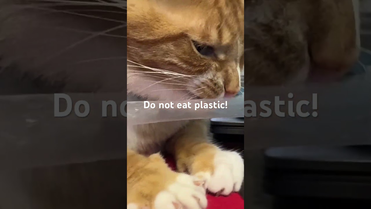 #cat