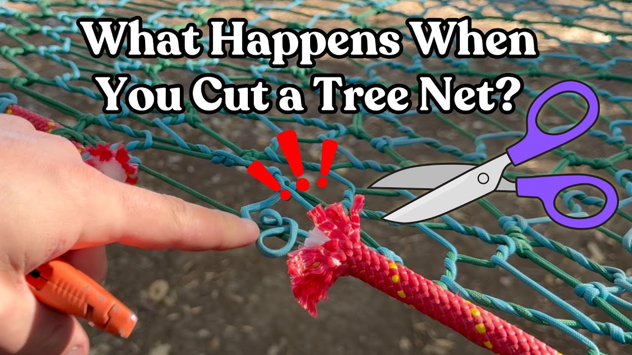 Cutting a Tree Net to Test It's Strength