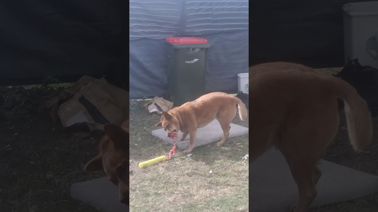 Kal the Aussie cattle Dog - Hardcore Dog enjoys whipping himself