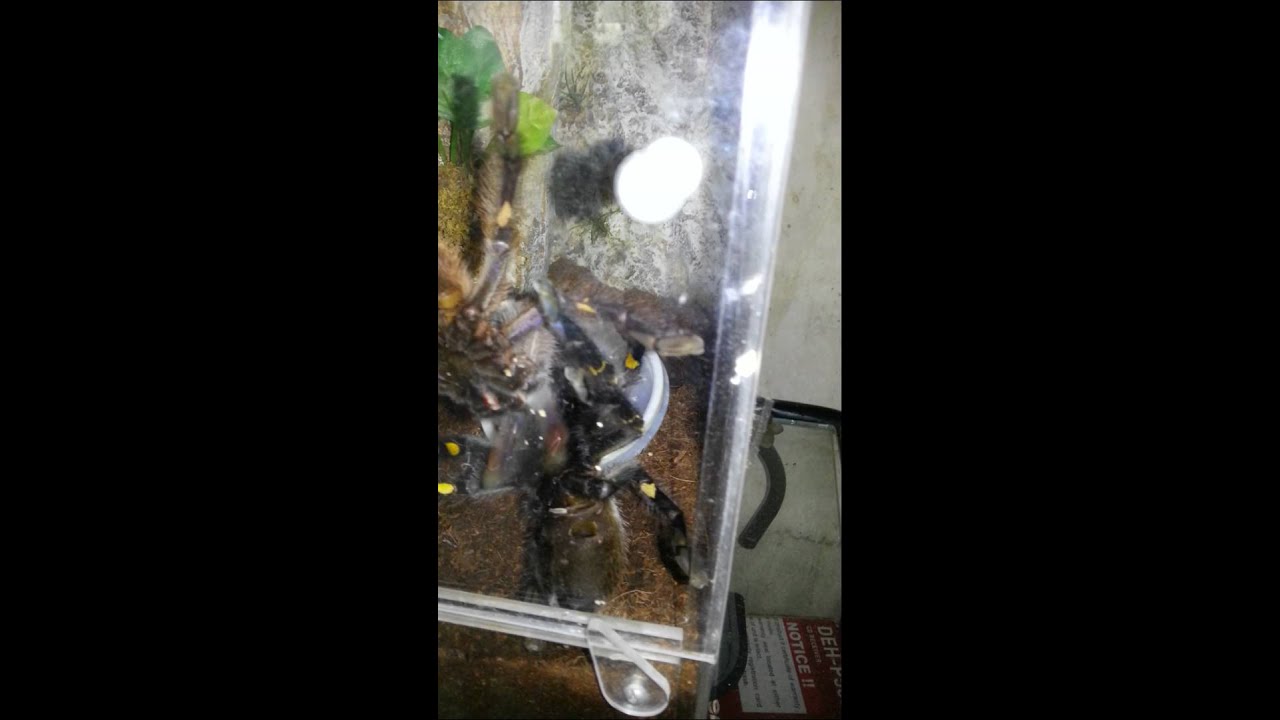 Poecilotheria metallica breeding