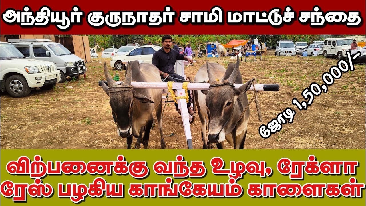 🔥 அந்தியூர் குருநாதர் கோவில் தேர் சந்தைக்கு வந்த காளை மாட்டு வண்டி| Andhiur Gurunatha Samy Festival