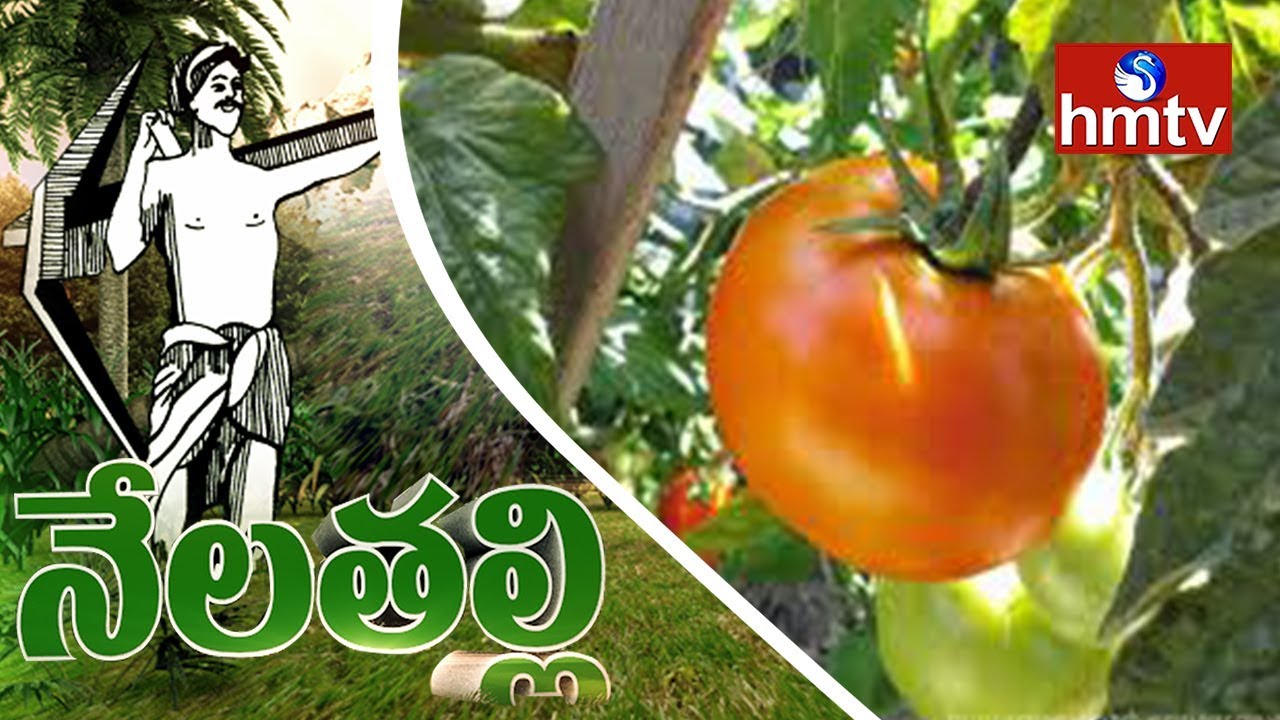 Complete Guide For Growing Organic Tomatoes | Nela Talli | hmtv