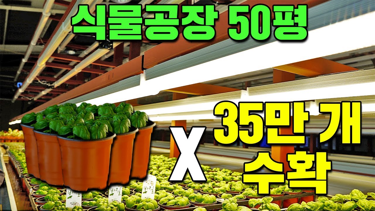50평에 35만개의 분화재배가 가능한 식물공장 ㅣ 바질 포트 1개 1천원 ㅣ 식물공장