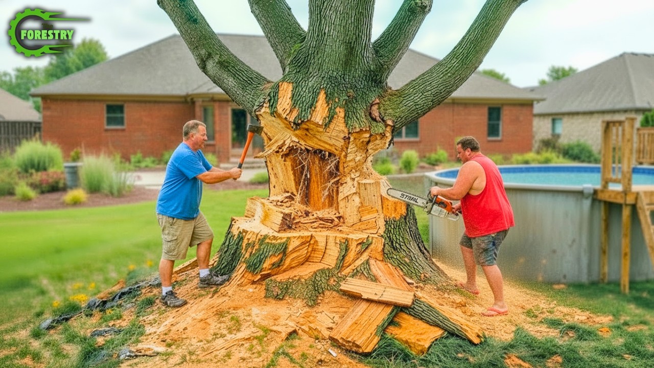 Idiots With Chainsaws: Tree Cutting Fails | Extreme Dangerous Logging Truck Fails #43