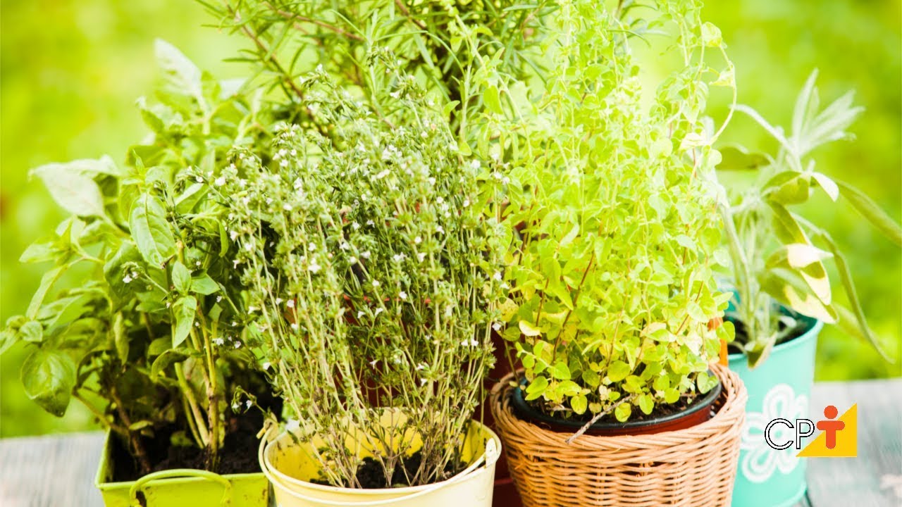Curso Cultivo Orgânico de Plantas Medicinais CPT