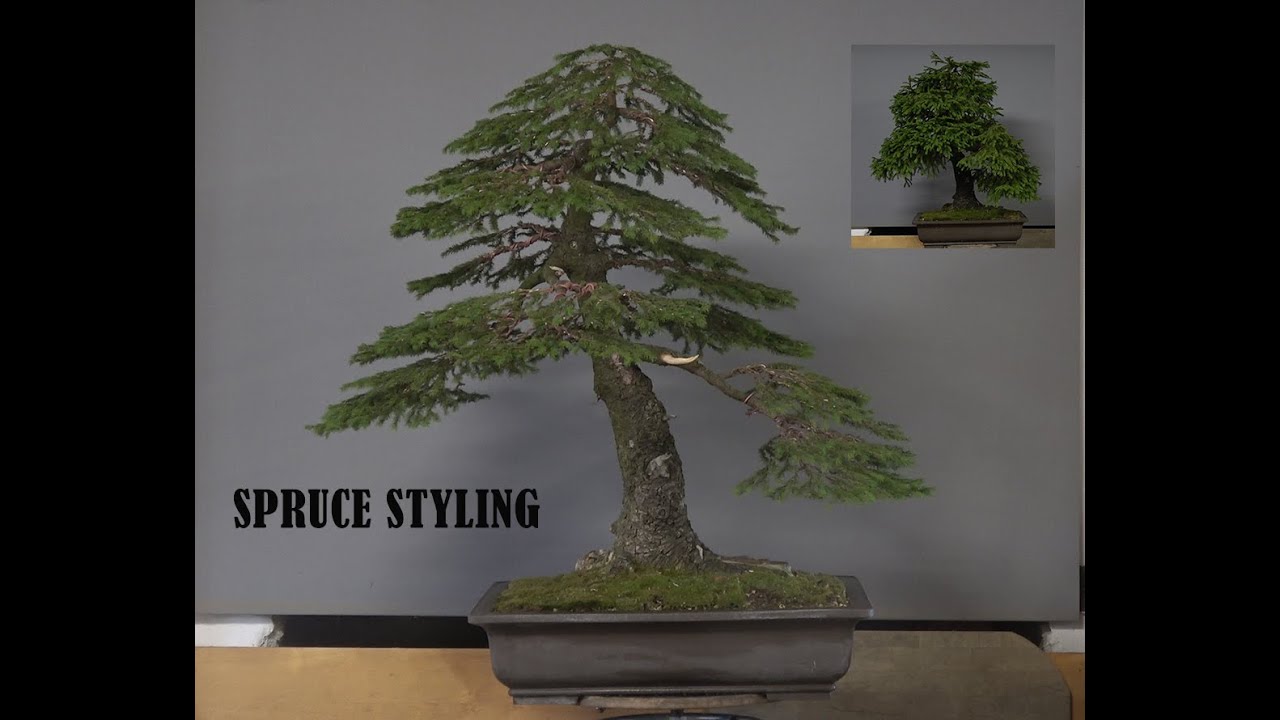 Spruce styling