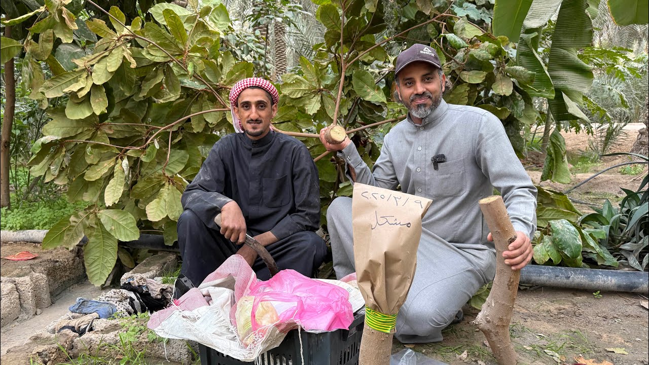 تطعيم شجر اللوز بيد الفلاح أبراهيم القريشي ومشاركة حسين البراهيم