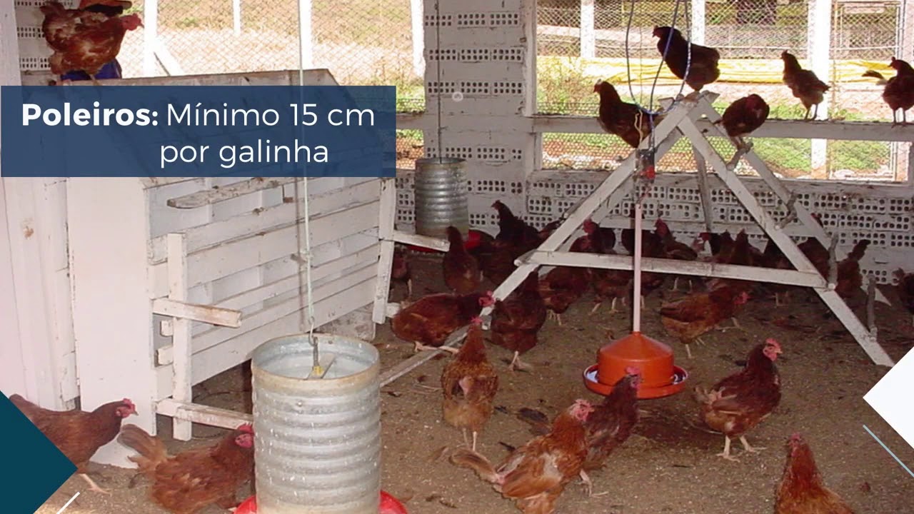 Agrotins 2020 - Produção de Ovos Caipira com Poedeira   João Dionísio Henn EMBRAPA