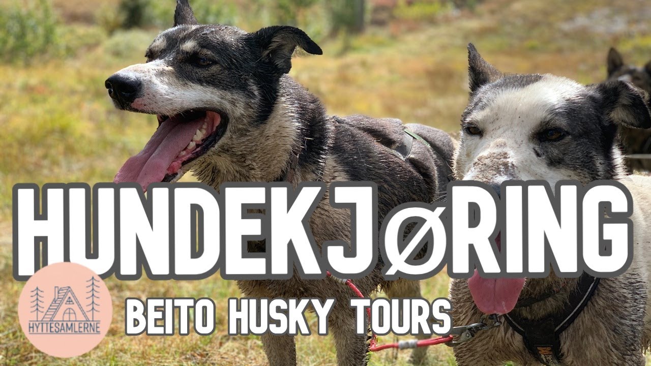 Hundekjøring med Beito Husky Tours - Morsom aktivitet for hele familien på Beitostølen